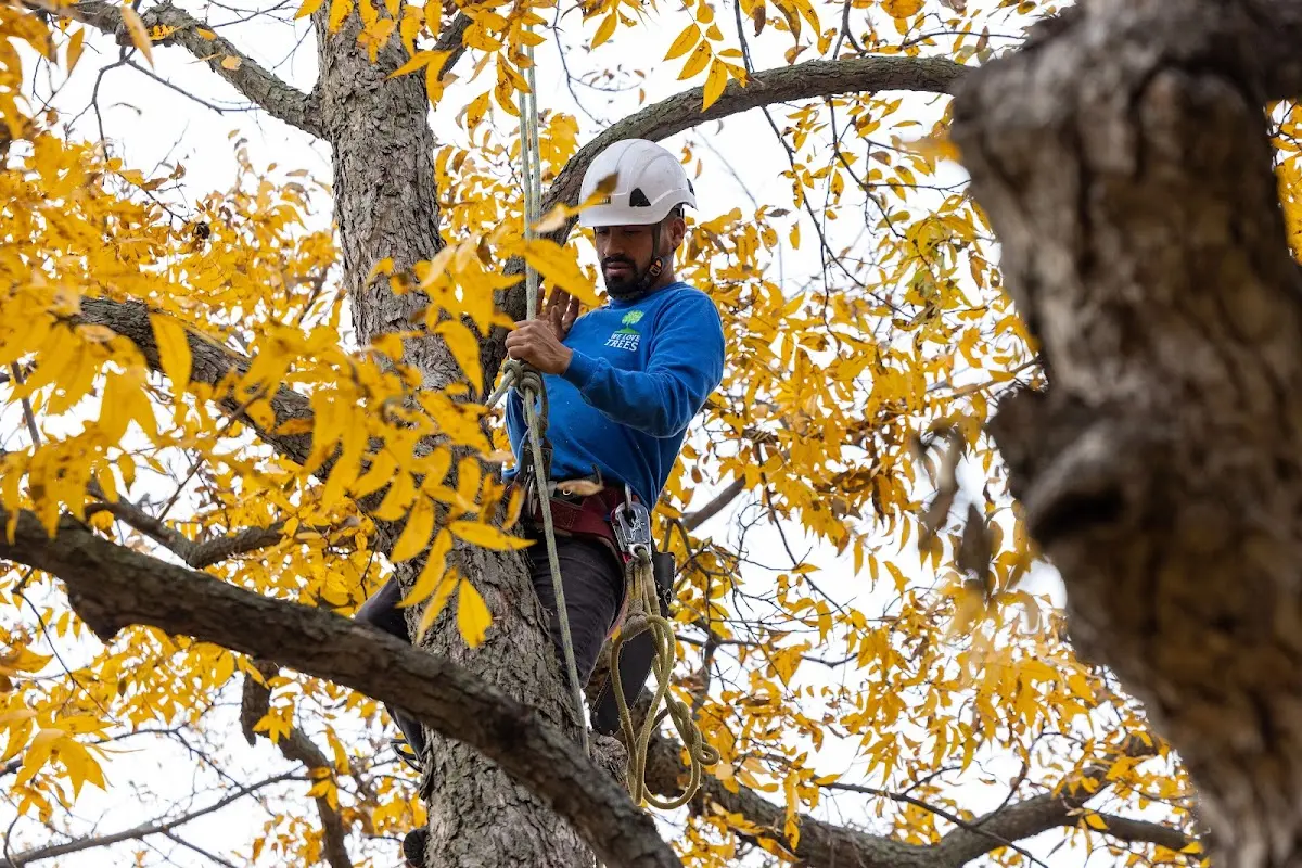 Skilled Tree Planing crew working in Chester